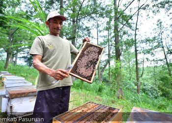 Desa Welulang Tetap Menjadi Pusat Produksi Madu Terbaik di Pasuruan
