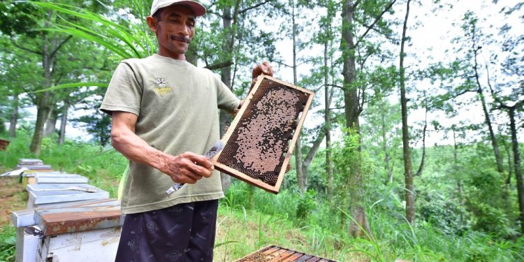 Desa Welulang Tetap Menjadi Pusat Produksi Madu Terbaik di Pasuruan