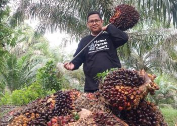 Harga TBS Kelapa Sawit di Riau Turun pada Pekan Keenam 2026