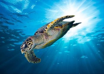 Minimnya Riset dan Konservasi Satwa Laut di Indonesia