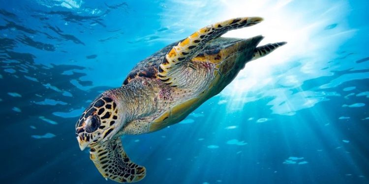 Minimnya Riset dan Konservasi Satwa Laut di Indonesia