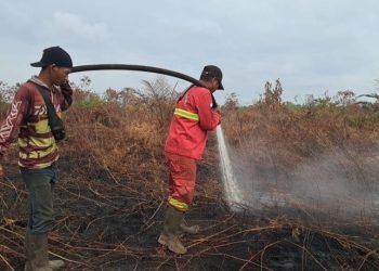 BMKG Memperkirakan Puncak Kemarau Juni-Agustus, Risiko Kebakaran Hutan Meningkat