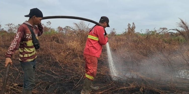 BMKG Memperkirakan Puncak Kemarau Juni-Agustus, Risiko Kebakaran Hutan Meningkat