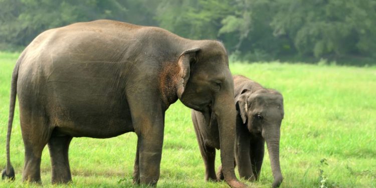 Kematian Anak Gajah di Riau Akibat Jerat, Dosen UGM Soroti Ancaman Serius bagi Satwa Liar