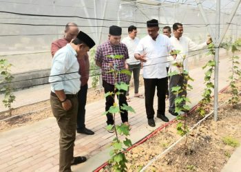 Greenhouse Anggur di Sekolah Aceh Jadi Sarana Edukasi dan Ekonomi
