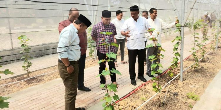 Greenhouse Anggur di Sekolah Aceh Jadi Sarana Edukasi dan Ekonomi