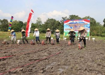 Polda NTB Dukung Ketahanan Pangan Nasional dengan Penanaman Jagung