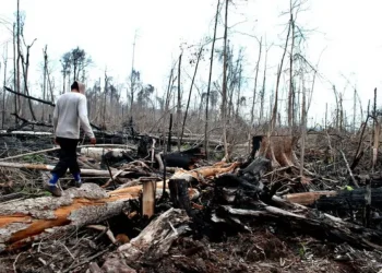 Penelitian Ungkap 462 Kasus Lingkungan di Indonesia Selama 74 Tahun