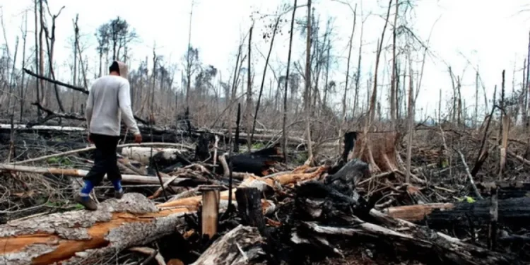 Penelitian Ungkap 462 Kasus Lingkungan di Indonesia Selama 74 Tahun