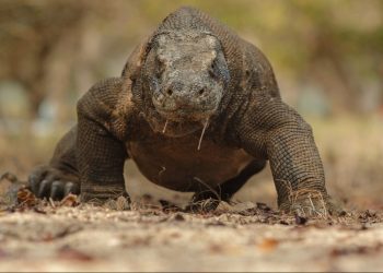 Ancaman Terhadap Populasi Komodo: Degradasi Habitat dan Perburuan Liar