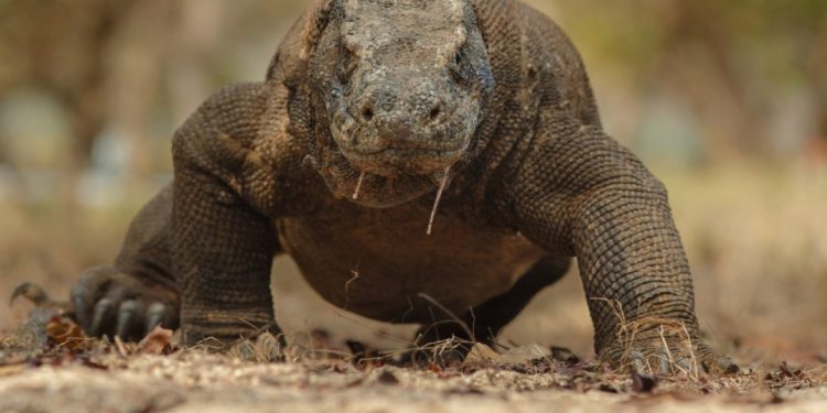 Ancaman Terhadap Populasi Komodo: Degradasi Habitat dan Perburuan Liar