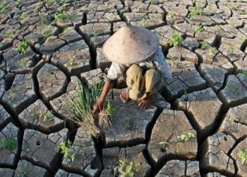 Petani Didorong Mitigasi Risiko Gagal Panen Hadapi Kemarau Panjang