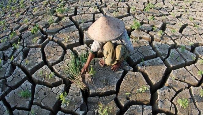 Petani Didorong Mitigasi Risiko Gagal Panen Hadapi Kemarau Panjang