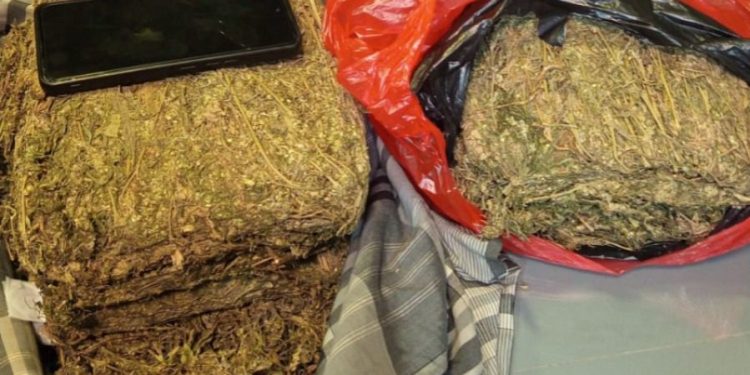 Polda Metro Jaya Berhasil Gagalkan Peredaran 4,3 Kg Ganja di Depok