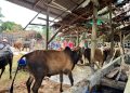 Pemerintah Aceh Pastikan Ketersediaan Daging Aman Menjelang Meugang Idulfitri