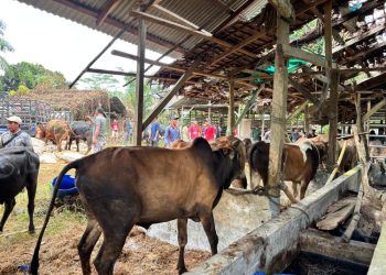 Pemerintah Aceh Pastikan Ketersediaan Daging Aman Menjelang Meugang Idulfitri