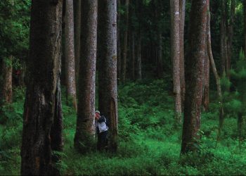 Peran Rimbawan Berubah: Dari Penjaga Hutan Menuju Manajer Lingkungan Modern