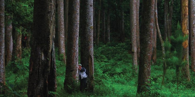 Peran Rimbawan Berubah: Dari Penjaga Hutan Menuju Manajer Lingkungan Modern