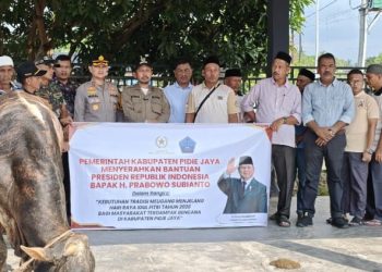 Bupati Pidie Jaya Distribusikan 281 Sapi Meugang Bantuan Presiden