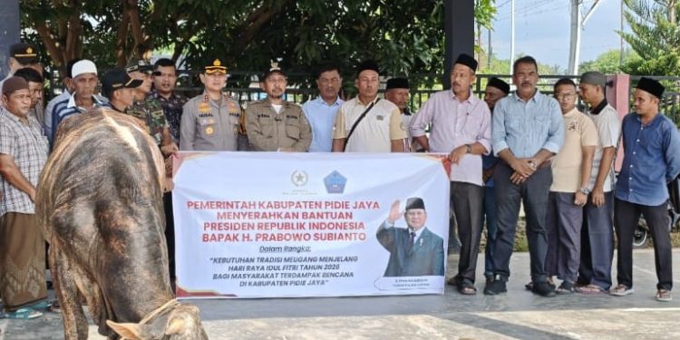 Bupati Pidie Jaya Distribusikan 281 Sapi Meugang Bantuan Presiden