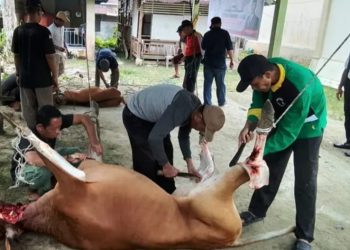 Kabupaten Simeulue Terima Bantuan Sapi dari Presiden untuk Meugang Idulfitri