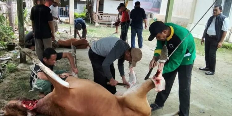 Kabupaten Simeulue Terima Bantuan Sapi dari Presiden untuk Meugang Idulfitri