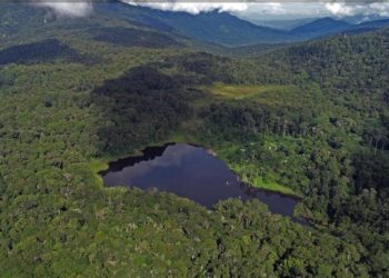 Kondisi Hutan Indonesia Menghadapi Tantangan Serius