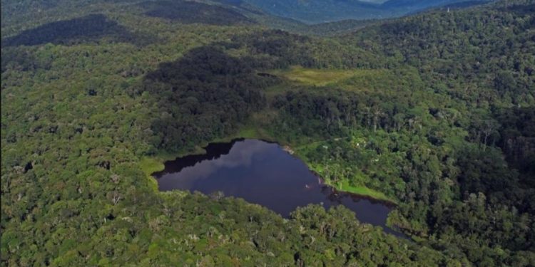 Kondisi Hutan Indonesia Menghadapi Tantangan Serius