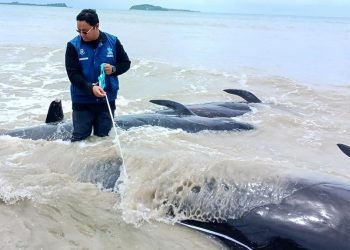 Puluhan Paus Pilot Terdampar di Rote, Dosen UGM Ungkap Kemungkinan Kerusakan Ekolokasi
