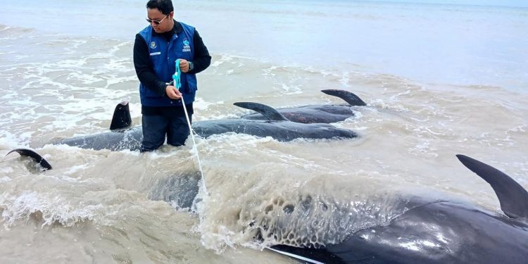 Puluhan Paus Pilot Terdampar di Rote, Dosen UGM Ungkap Kemungkinan Kerusakan Ekolokasi