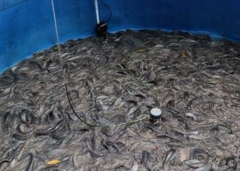 Kelompok Budidaya Ikan di Banda Aceh Sukses Panen Lele dengan Teknologi Bioflok