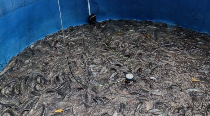 Kelompok Budidaya Ikan di Banda Aceh Sukses Panen Lele dengan Teknologi Bioflok