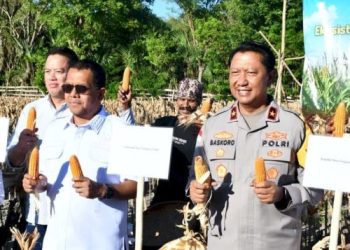 Wakapolda NTT Hadiri Panen Perdana Proyek Percontohan Jagung di Kupang