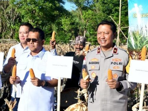 Wakapolda NTT Hadiri Panen Perdana Proyek Percontohan Jagung di Kupang