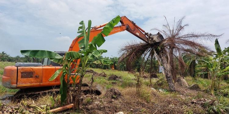 Pemerintah Mulai Tertibkan Perkebunan Sawit Ilegal di Kawasan Konservasi Sumut