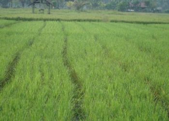 Kementerian PU Laksanakan Program P3TGAI di 12.000 Lokasi di Seluruh Indonesia