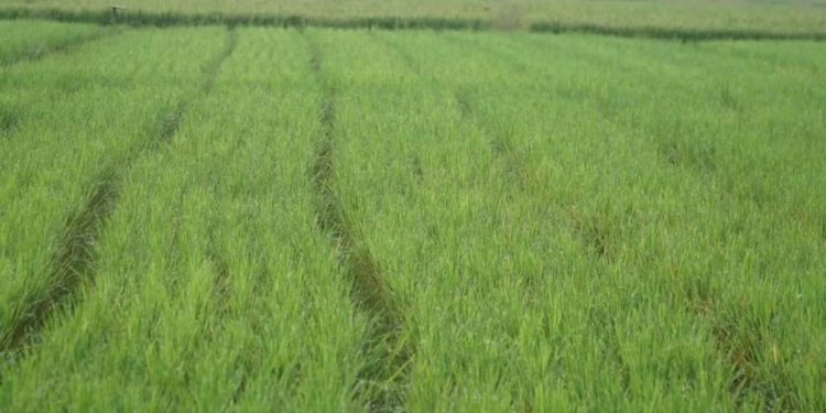 Kementerian PU Laksanakan Program P3TGAI di 12.000 Lokasi di Seluruh Indonesia