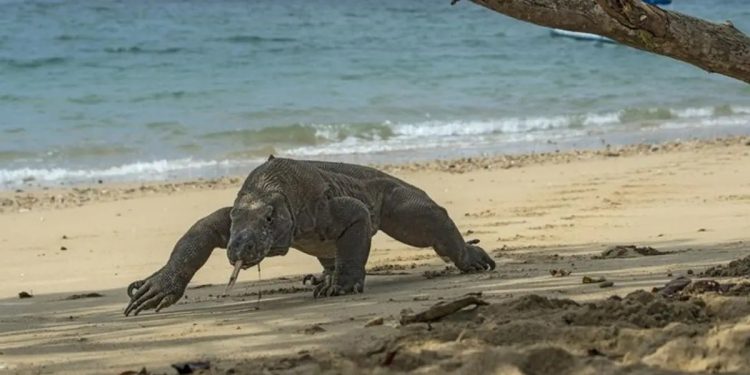 Dua Pelaku Pencurian Komodo di Pota Ditangkap Polda Jatim dan Polres Manggarai Timur