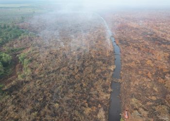 Polisi Tangkap Pelaku Pembakaran 500 Hektare Lahan di Pelalawan