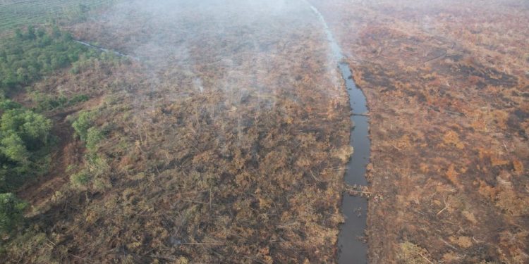 Polisi Tangkap Pelaku Pembakaran 500 Hektare Lahan di Pelalawan