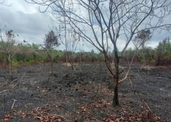 Polres Bengkalis Tangkap Tersangka Pembakaran Lahan 35 Hektare di Hutan Negara