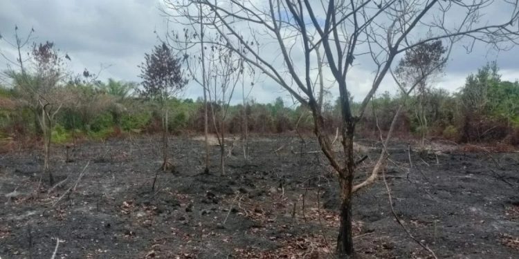 Polres Bengkalis Tangkap Tersangka Pembakaran Lahan 35 Hektare di Hutan Negara