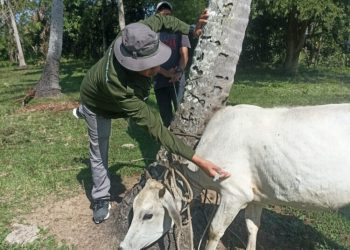 Distan Aceh Besar Lakukan Vaksinasi Ternak untuk Cegah Penyakit