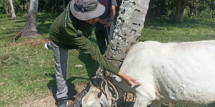 Distan Aceh Besar Lakukan Vaksinasi Ternak untuk Cegah Penyakit