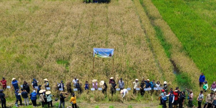 Panen Perdana Padi Gogo di IKN Tunjukkan Inovasi Pertanian