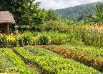 NTT Menjadi Proyek Percontohan Kebun Pangan Perempuan untuk Atasi Stunting