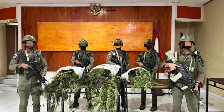 Tim Gabungan Temukan Ladang Ganja di Pegunungan Bintang