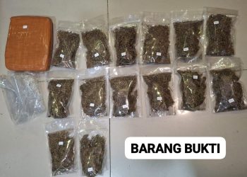 Polda Metro Jaya Berhasil Menggagalkan Peredaran 6,2 Kg Ganja di Depok