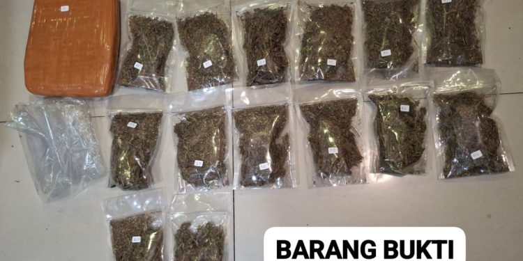 Polda Metro Jaya Berhasil Menggagalkan Peredaran 6,2 Kg Ganja di Depok