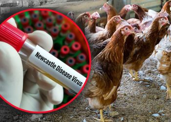 Dosen UGM Kembangkan Vaksin ND dari Isolat Lokal untuk Unggas